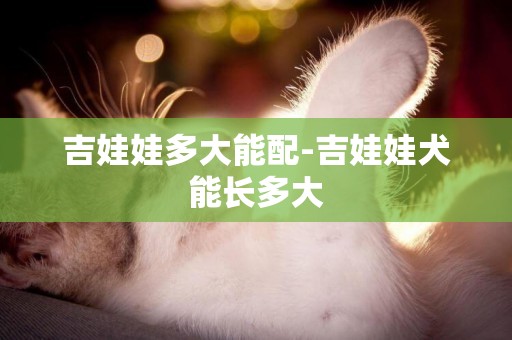 吉娃娃多大能配-吉娃娃犬能長多大