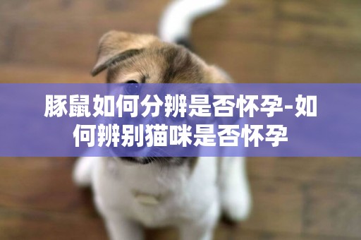 豚鼠如何分辨是否懷孕-如何辨別貓咪是否懷孕