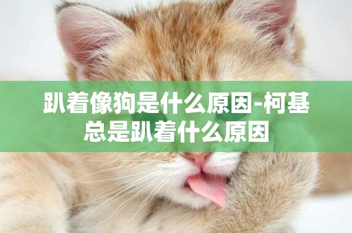 趴著像狗是什么原因-柯基總是趴著什么原因