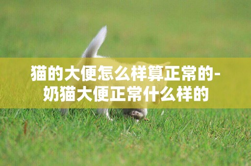 貓的大便怎么樣算正常的-奶貓大便正常什么樣的
