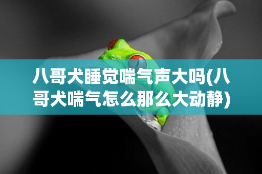 八哥犬睡覺喘氣聲大嗎(八哥犬喘氣怎么那么大動靜)