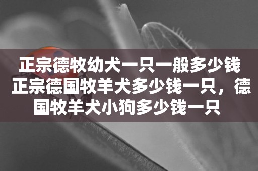 正宗德牧幼犬一只一般多少錢 正宗德國牧羊犬多少錢一只，德國牧羊犬小狗多少錢一只 