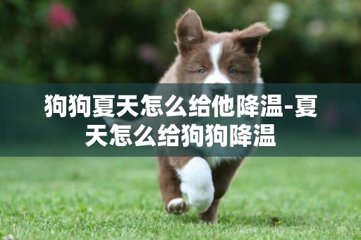 狗狗夏天怎么給他降溫-夏天怎么給狗狗降溫