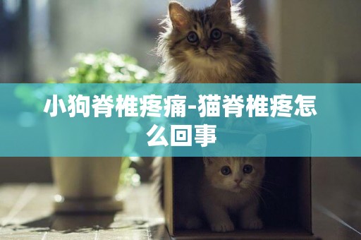 小狗脊椎疼痛-貓脊椎疼怎么回事