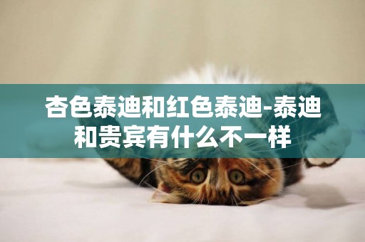 杏色泰迪和紅色泰迪-泰迪和貴賓有什么不一樣