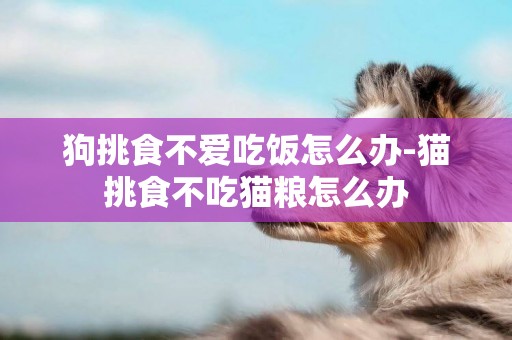 狗挑食不愛吃飯怎么辦-貓挑食不吃貓糧怎么辦