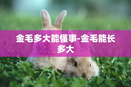 金毛多大能懂事-金毛能長多大