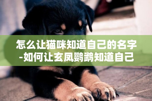 怎么讓貓咪知道自己的名字-如何讓玄鳳鸚鵡知道自己的名字