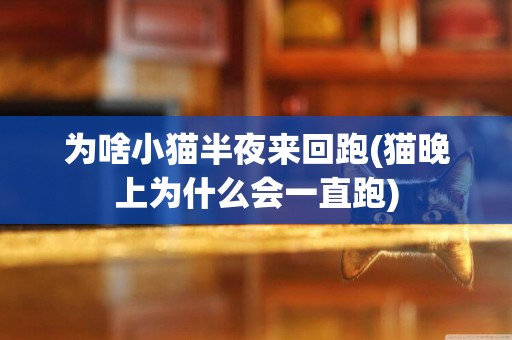 為啥小貓半夜來回跑(貓晚上為什么會一直跑)