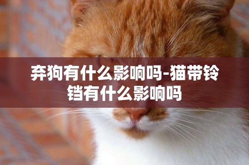 棄狗有什么影響嗎-貓帶鈴鐺有什么影響嗎