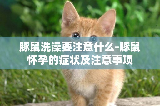 豚鼠洗澡要注意什么-豚鼠懷孕的癥狀及注意事項