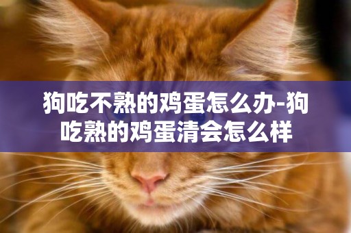 狗吃不熟的雞蛋怎么辦-狗吃熟的雞蛋清會怎么樣
