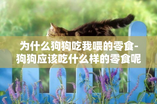為什么狗狗吃我喂的零食-狗狗應該吃什么樣的零食呢