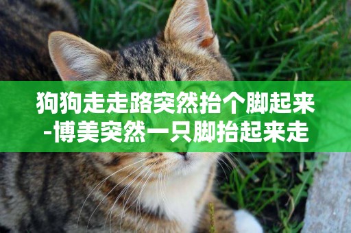 狗狗走走路突然抬個腳起來-博美突然一只腳抬起來走路