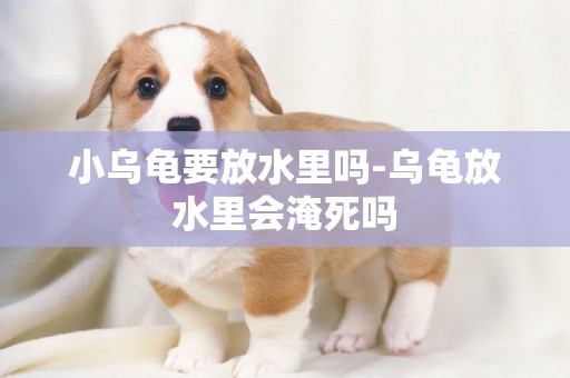 小烏龜要放水里嗎-烏龜放水里會淹死嗎