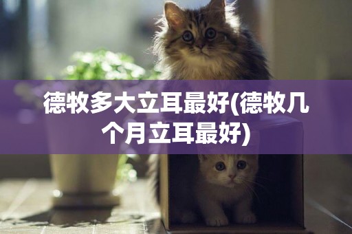 德牧多大立耳最好(德牧幾個月立耳最好)
