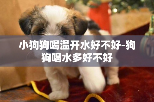小狗狗喝溫開水好不好-狗狗喝水多好不好