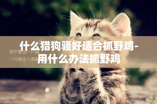 什么獵狗騷好適合抓野雞-用什么辦法抓野雞