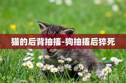 貓的后背抽搐-狗抽搐后猝死