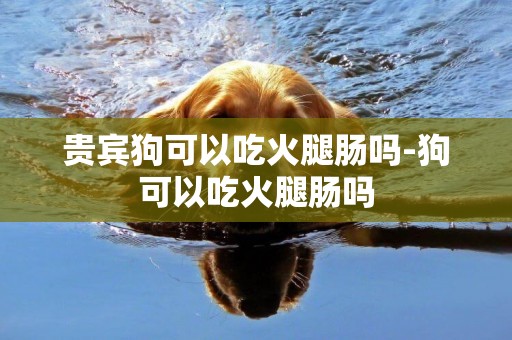 貴賓狗可以吃火腿腸嗎-狗可以吃火腿腸嗎