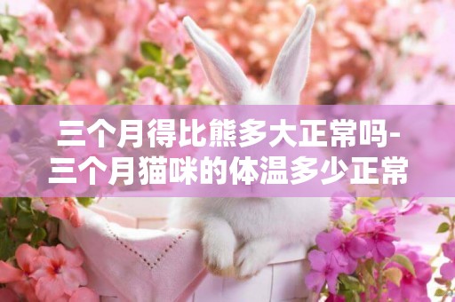 三個月得比熊多大正常嗎-三個月貓咪的體溫多少正常嗎