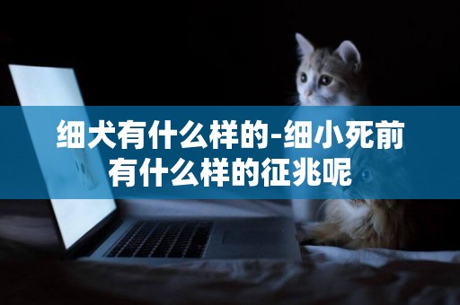 細犬有什么樣的-細小死前有什么樣的征兆呢
