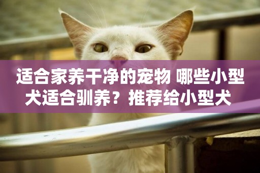 適合家養干凈的寵物 哪些小型犬適合馴養？推薦給小型犬 