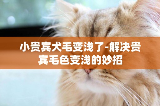 小貴賓犬毛變淺了-解決貴賓毛色變淺的妙招