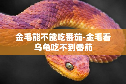 金毛能不能吃番茄-金毛看烏龜吃不到番茄