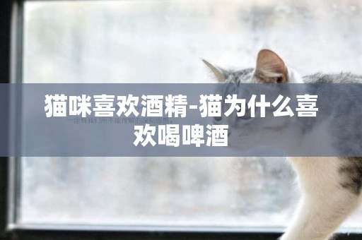 貓咪喜歡酒精-貓為什么喜歡喝啤酒