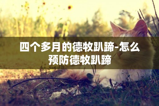 四個多月的德牧趴蹄-怎么預防德牧趴蹄