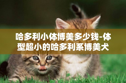 哈多利小體博美多少錢-體型超小的哈多利系博美犬