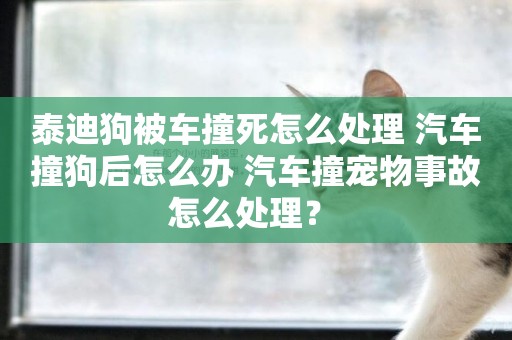 泰迪狗被車撞死怎么處理 汽車撞狗后怎么辦 汽車撞寵物事故怎么處理？ 