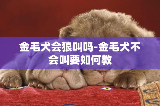 金毛犬會狼叫嗎-金毛犬不會叫要如何教