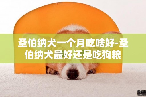 圣伯納犬一個月吃啥好-圣伯納犬最好還是吃狗糧