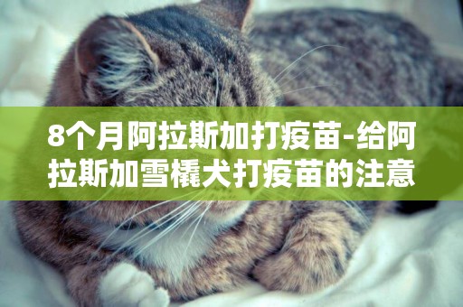 8個月阿拉斯加打疫苗-給阿拉斯加雪橇犬打疫苗的注意事項