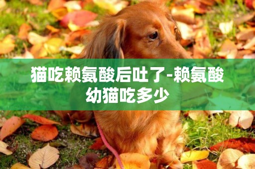 貓吃賴氨酸后吐了-賴氨酸幼貓吃多少