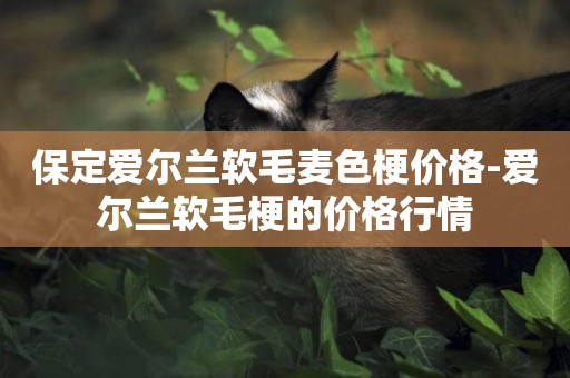 保定愛爾蘭軟毛麥色梗價格-愛爾蘭軟毛梗的價格行情