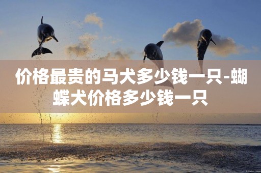 價格最貴的馬犬多少錢一只-蝴蝶犬價格多少錢一只