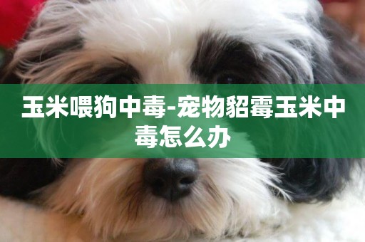 玉米喂狗中毒-寵物貂霉玉米中毒怎么辦