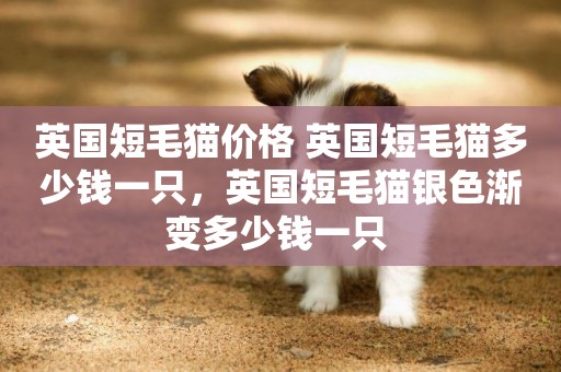 英國短毛貓價格 英國短毛貓多少錢一只，英國短毛貓銀色漸變多少錢一只 