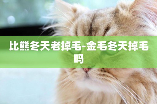 比熊冬天老掉毛-金毛冬天掉毛嗎