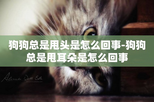 狗狗總是甩頭是怎么回事-狗狗總是甩耳朵是怎么回事