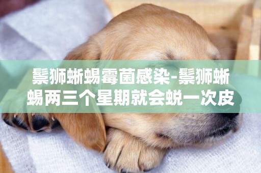 鬃獅蜥蜴霉菌感染-鬃獅蜥蜴兩三個星期就會蛻一次皮