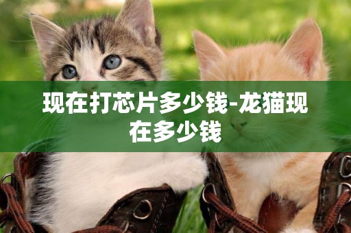 現在打芯片多少錢-龍貓現在多少錢