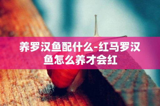 養羅漢魚配什么-紅馬羅漢魚怎么養才會紅
