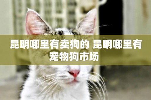 昆明哪里有賣狗的 昆明哪里有寵物狗市場 