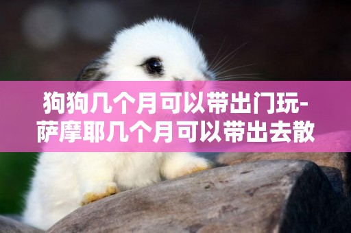 狗狗幾個月可以帶出門玩-薩摩耶幾個月可以帶出去散步
