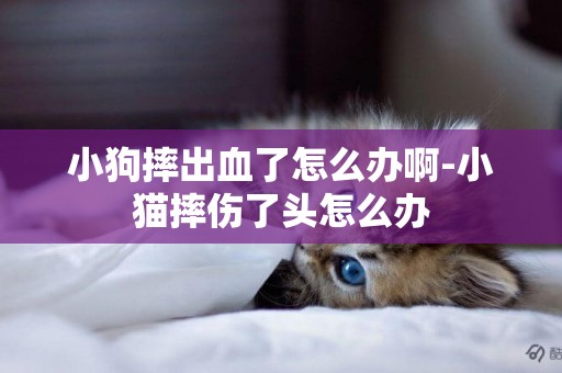 小狗摔出血了怎么辦啊-小貓摔傷了頭怎么辦