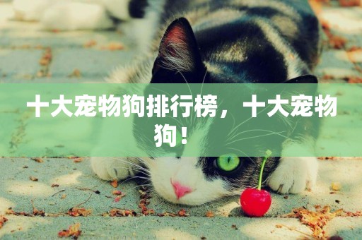 十大寵物狗排行榜，十大寵物狗！ 